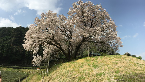 嬉野市 納戸料 百年桜その１