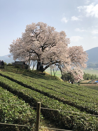 嬉野市 納戸料 百年桜その２