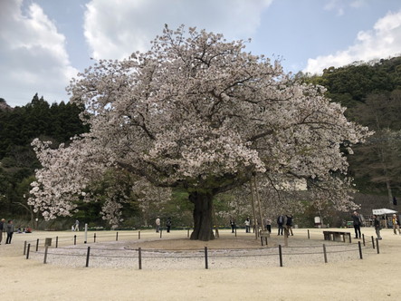 唐津市 衣干 百年桜その１