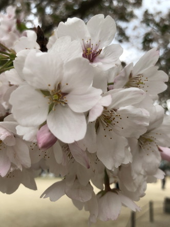 唐津市 衣干 百年桜その２