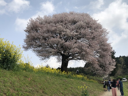 武雄市 馬場の山桜その１