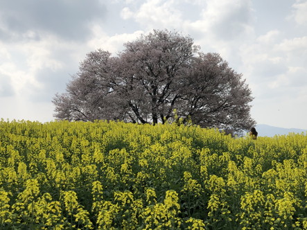 武雄市 馬場の山桜その２